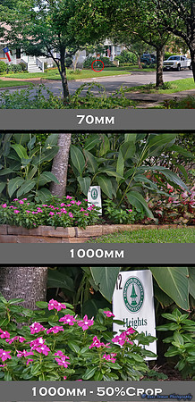 Nikon D800 Tests - D800 @1000mm: using Sigma 150-500mm w/ Tamron 2.0x Teleconverter.  (Example Comparisons)