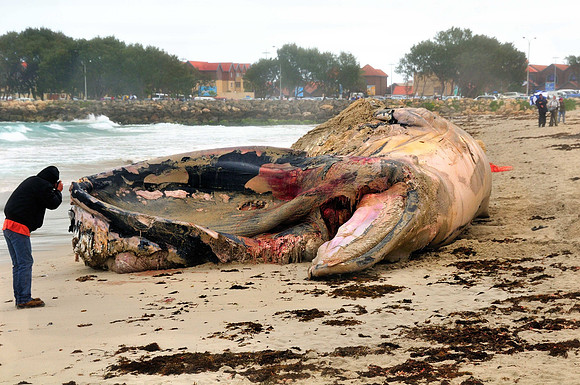 GPI_0470- Bule Whale Removel -West Australia