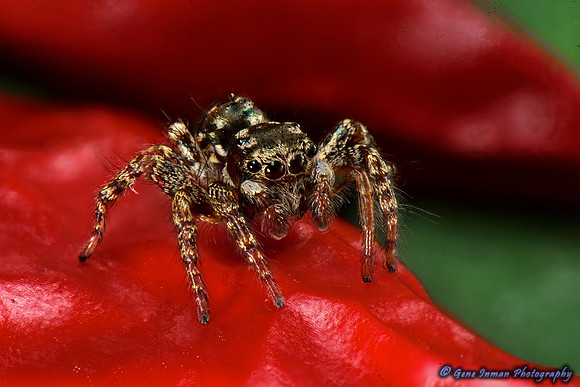 Macro Flash Bracket :  Jumping Spider on Red Pepper