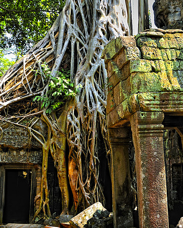 Tree Growing through Temple - Angkor Wat