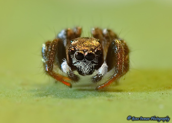 Nikon D800 Test: Jumping Spider - Available Light 105mm w/ 2X Teleconverter