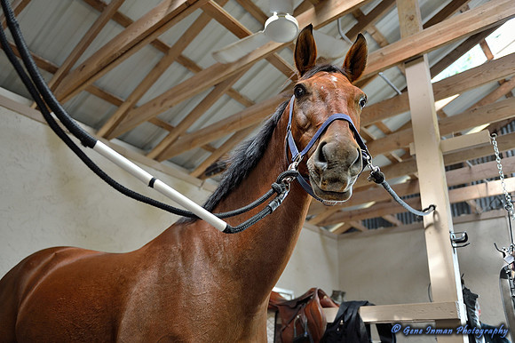 Top Line Sporthorse -GPI_0185.NEF