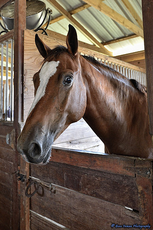 Top Line Sporthorse -GPI_0028.NEF