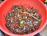 GPI_8590_Hanoi 2 Cooking_001_000