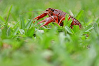 070 - Crawfish Boil with Clay & Heidi