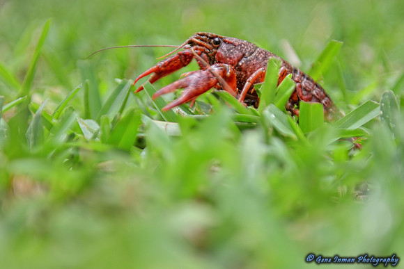 070 - Crawfish Boil with Clay & Heidi