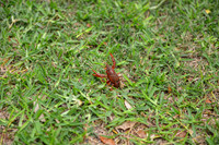 069 - Crawfish Boil with Clay & Heidi