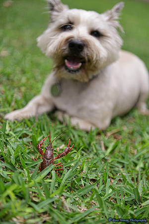 071 - Crawfish Boil with Clay & Heidi