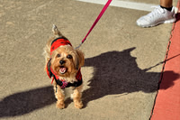 11/2/2013 - Walk to Defeat ALSWoodlands / Conroe  Texas