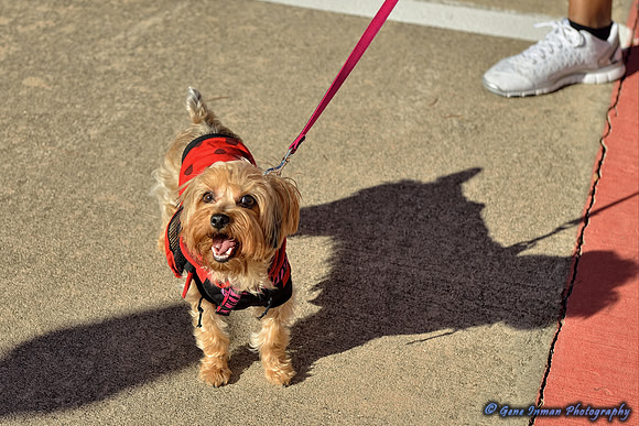 11/2/2013 - Walk to Defeat ALSWoodlands / Conroe  Texas