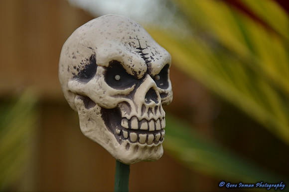 15184 -  Nikon D800 Tests: