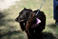 FI_656 - Boykin Spaniel Event - Boykin Spaniel Club of Texas