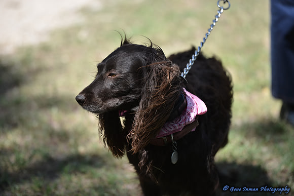 FI_656 - Boykin Spaniel Event - Boykin Spaniel Club of Texas