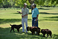 FI_681 - Boykin Spaniel Event - Boykin Spaniel Club of Texas