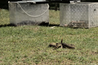 FI_630 - Boykin Spaniel Event - Boykin Spaniel Club of Texas