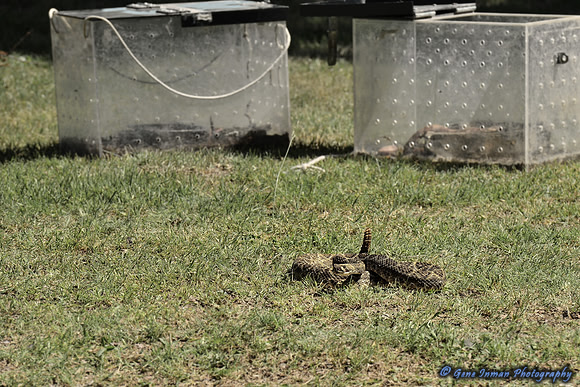 FI_630 - Boykin Spaniel Event - Boykin Spaniel Club of Texas