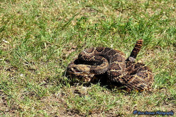 FI_632 - Boykin Spaniel Event - Boykin Spaniel Club of Texas