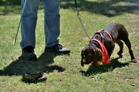 FI_684 - Boykin Spaniel Event - Boykin Spaniel Club of Texas