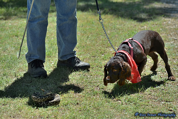 FI_684 - Boykin Spaniel Event - Boykin Spaniel Club of Texas