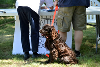 FI_641 - Boykin Spaniel Event - Boykin Spaniel Club of Texas