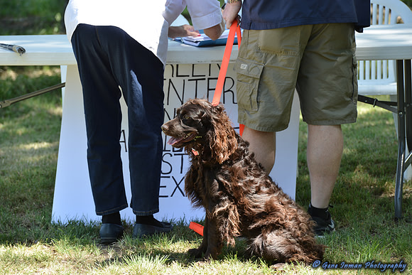 FI_641 - Boykin Spaniel Event - Boykin Spaniel Club of Texas