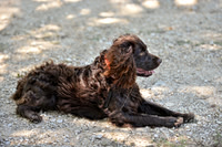 FI_612 - Boykin Spaniel Event - Boykin Spaniel Club of Texas