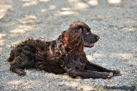 FI_612 - Boykin Spaniel Event - Boykin Spaniel Club of Texas