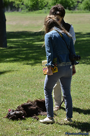FI_642 - Boykin Spaniel Event - Boykin Spaniel Club of Texas