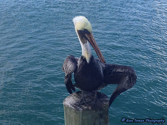 iPad/iPhone uploads - So. Fla.
