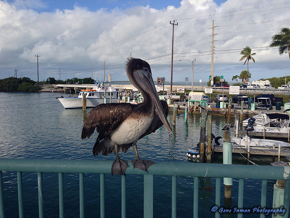iPad/iPhone uploads - So. Fla.