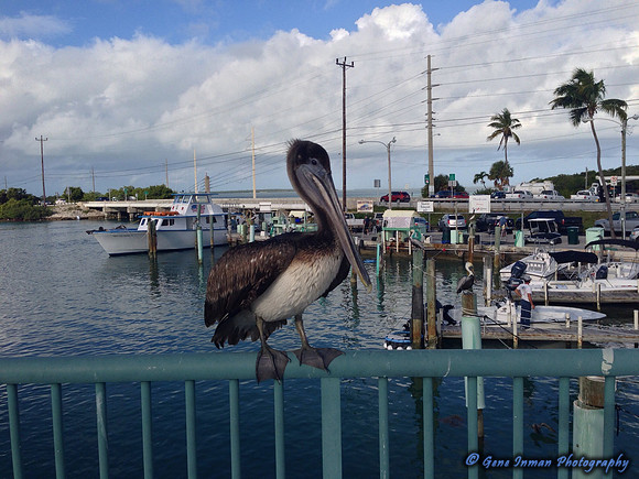 iPad/iPhone uploads - So. Fla.