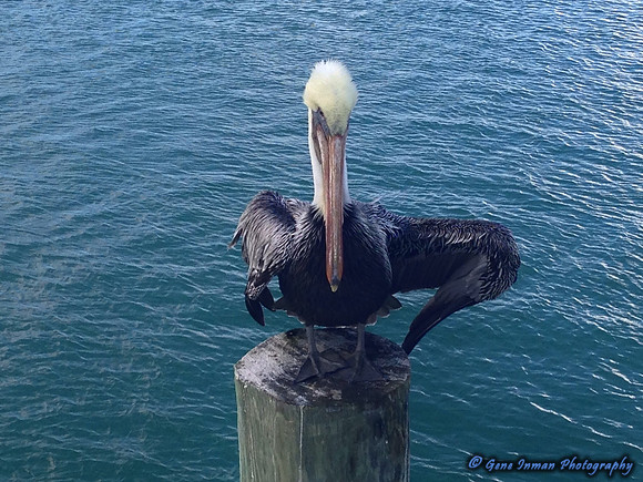 iPad/iPhone uploads - So. Fla.