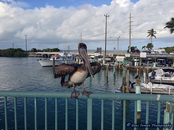 iPad/iPhone uploads - So. Fla.