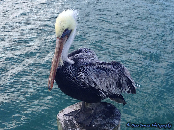 iPad/iPhone uploads - So. Fla.