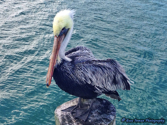 iPad/iPhone uploads - So. Fla.