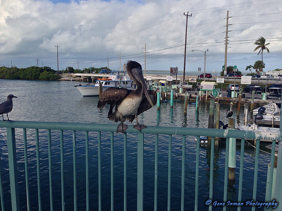 iPad/iPhone uploads - So. Fla.
