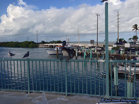 iPad/iPhone uploads - So. Fla.