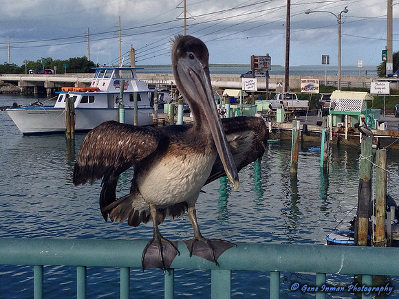 iPad/iPhone uploads - So. Fla.