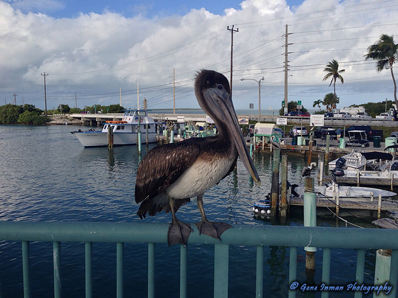 iPad/iPhone uploads - So. Fla.