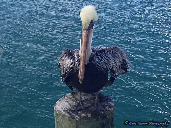 iPad/iPhone uploads - So. Fla.