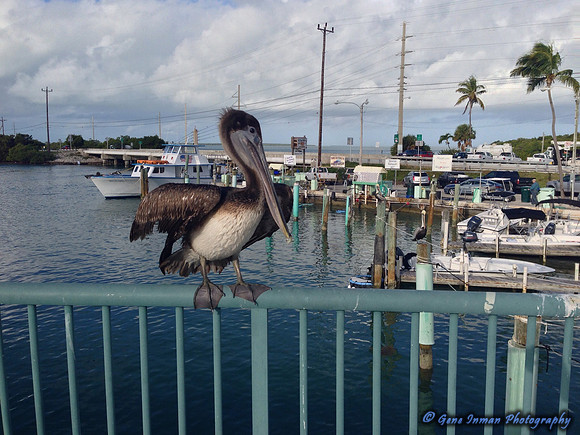 iPad/iPhone uploads - So. Fla.