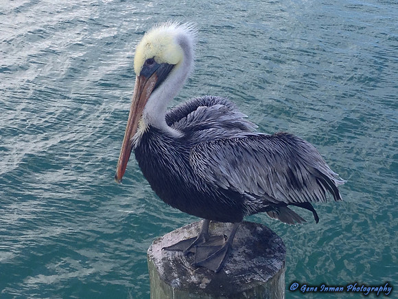 iPad/iPhone uploads - So. Fla.
