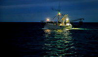 shrinp2.tif - Key West 2014