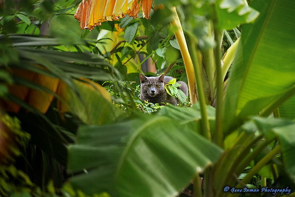 10762 - Nikon D800 Test: 1/80s Handheld, High ISO, 400mm - Cat in yard, Morning Hunt.