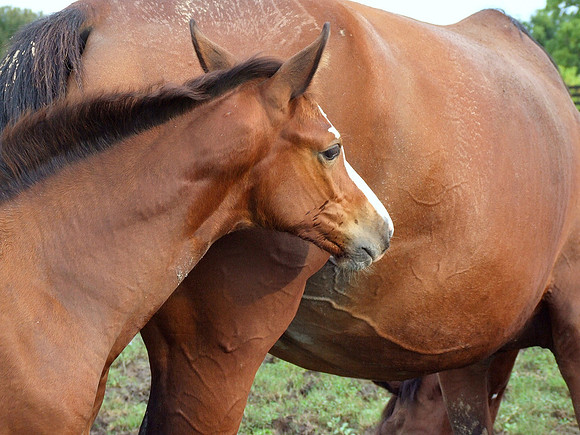 Top Line Sporthorses