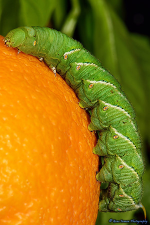 1536 -  Nikon D800 Tests: