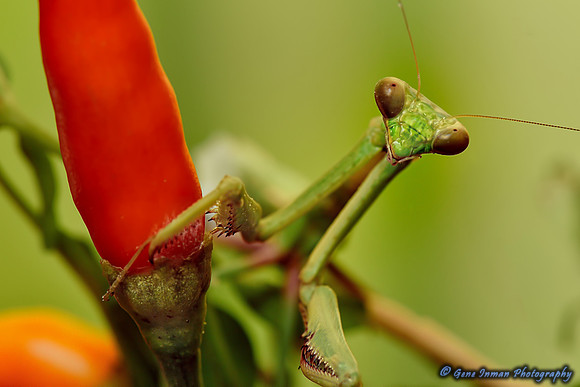 Macro: Praying Mantis on pepper
