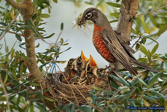 Nikon D800 Tests: Bird Nest, Morning Light, 70-200mm with 2X Teleconverter