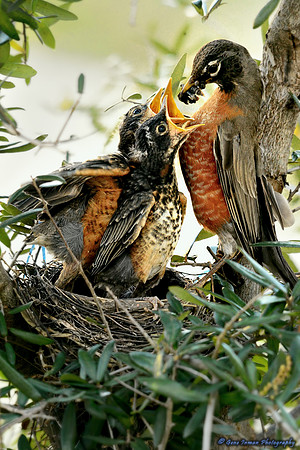 14732 -  Nikon D800 Tests: Bird Nest