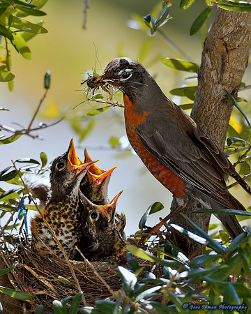 14981 -  Nikon D800 Tests: Bird Nest